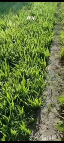 高度30厘米黄花鸢尾