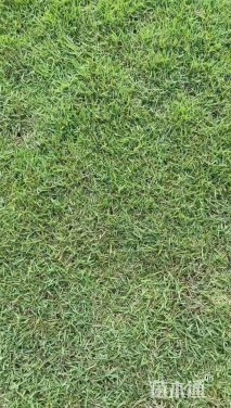 草卷状马尼拉草