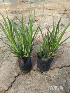 高度25厘米崂峪苔草