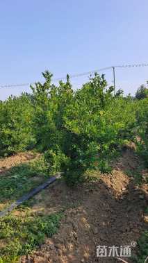 高度200厘米丛生石榴