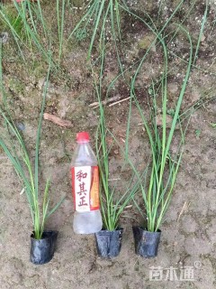 高度60厘米矮蒲苇