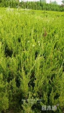 高度60厘米龙柏