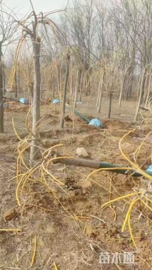 8公分金枝龙爪槐