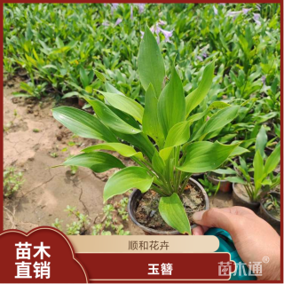 高度40厘米玉簪