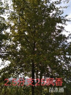 25公分枫香