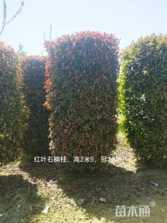 高度300厘米红叶石楠柱