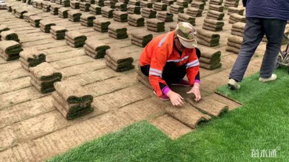 草卷状四季青草坪