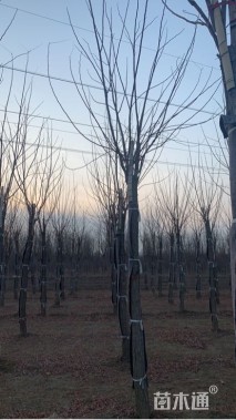 10公分嫁接香花槐