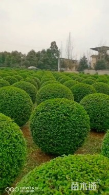 冠幅120厘米小叶女贞球