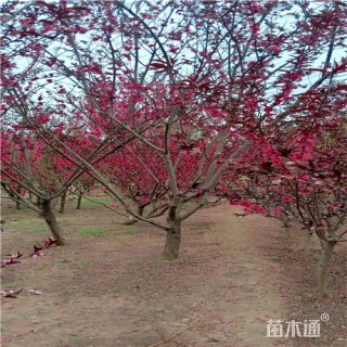6公分红叶碧桃