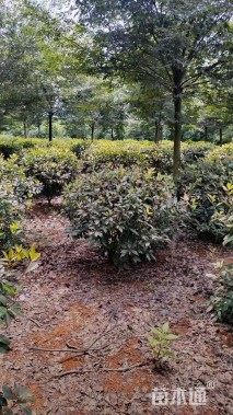 冠幅120厘米石楠球