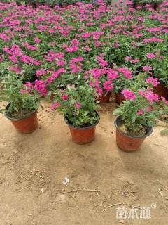 高度15厘米美女樱