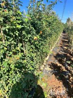 100厘米藤本月季