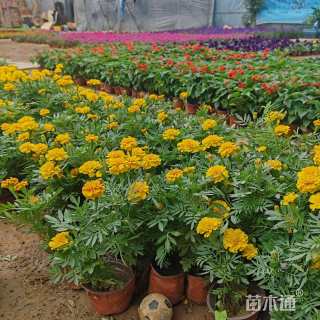 高度15厘米万寿菊