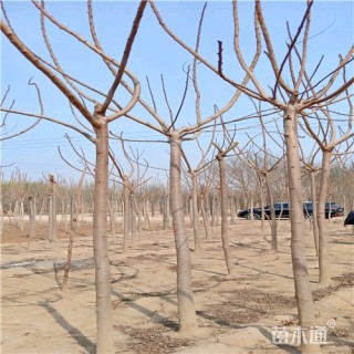 10公分火炬树