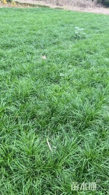 高度25厘米细叶麦冬草