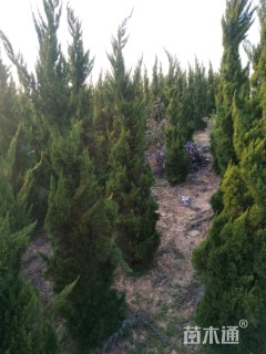 高度250厘米龙柏柱