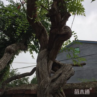 主蔓长200厘米美国凌霄