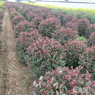 冠幅100厘米榆叶梅球
