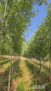 3公分柳树