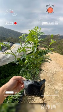 高度30厘米胡椒木