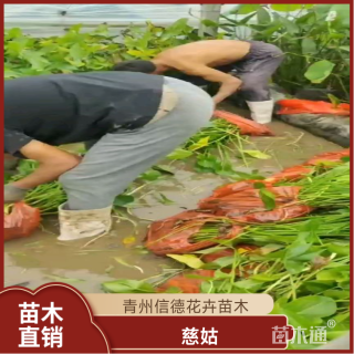 高度30厘米慈姑