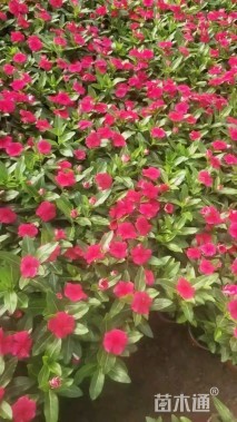 高度25厘米长春花