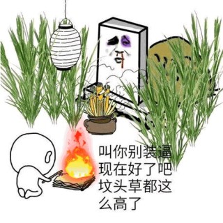10公分国槐