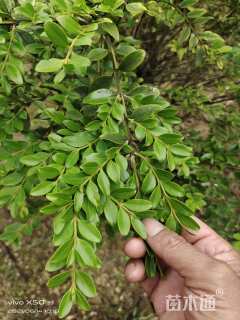 高度150厘米瓜子黄杨