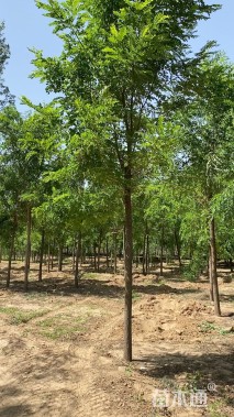 15公分刺槐