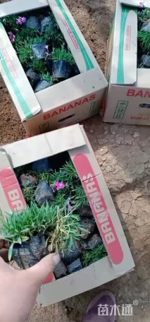 高度15厘米欧石竹