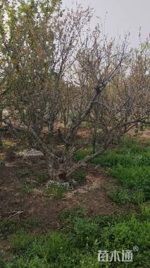 高度350厘米丛生石榴