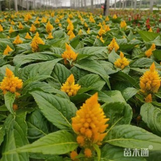 高度20厘米鸡冠花