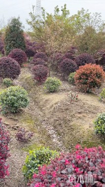 冠幅120厘米红花继木球