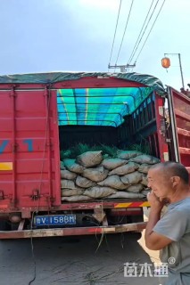 高度50厘米德国鸢尾