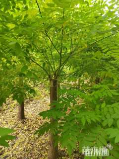 15公分矮接金枝槐