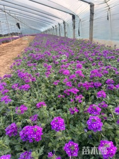 高度20厘米细叶美女樱