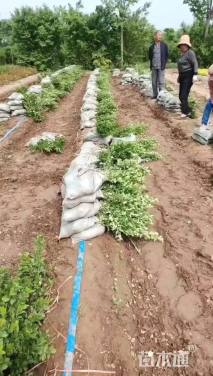 高度150厘米夹竹桃