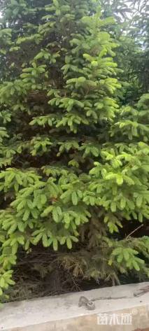 高度1200厘米云杉
