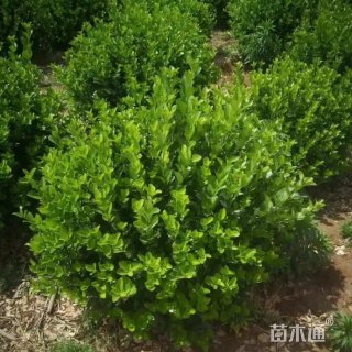 冠幅60厘米胶东卫矛球