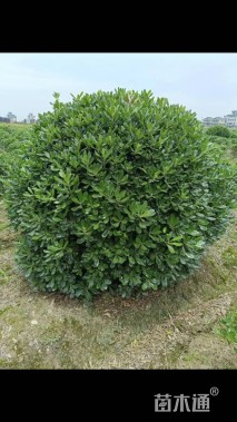 冠幅150厘米海桐球