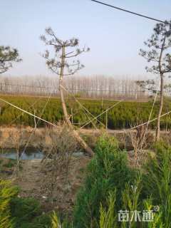 高度150厘米塔柏