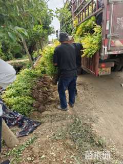 高度60厘米金叶女贞