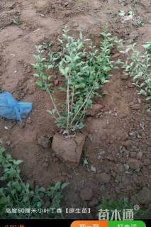 高度100厘米小叶丁香