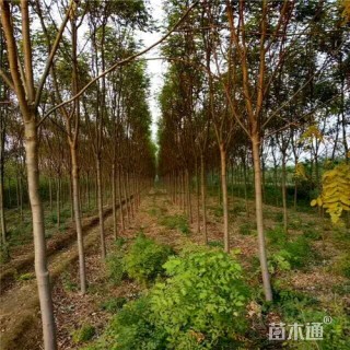 8公分香花槐