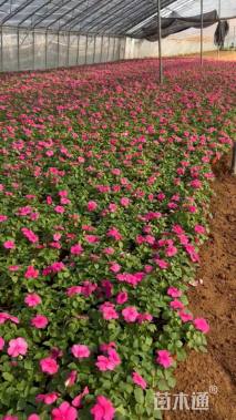 高度20厘米非洲凤仙