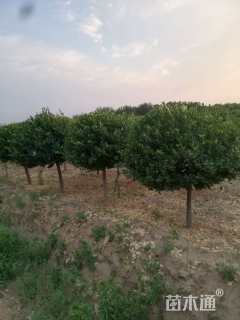 高度300厘米胶东卫矛