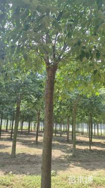 16公分秋紫白蜡