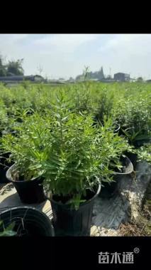 高度20厘米千屈菜