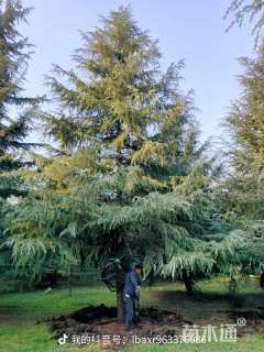 高度1500厘米雪松